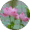 Angga